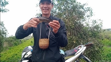 Câu cá rô đồng, trê vàng thiên nhiên :điểm câu dính toàn hàng khủng.