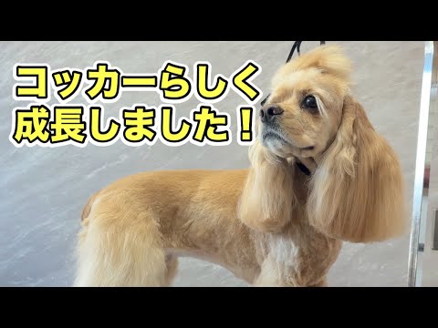 アメリカンコッカースパニエルの大人の成長を感じる！（シエルちゃん