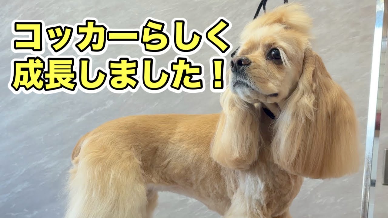 アメリカンコッカースパニエルの大人の成長を感じる！（シエルちゃん