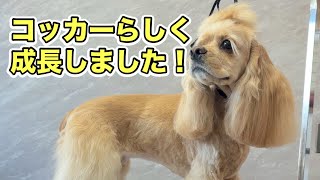 コッカーらしい風格が出でいます！（シエルちゃん） - YouTube