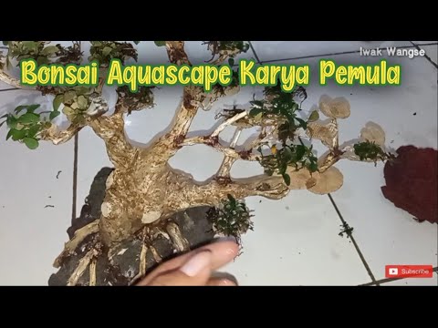 nempelin-buchepalandra-di-bonsai-aquascape---aquascape-karya-pemula
