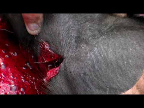 18+Забой свиньи перерезаем артерии на шеи.Slaughter pig cutting the arteries in the neck.