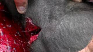 18+Забой свиньи перерезаем артерии на шеи.Slaughter pig cutting the arteries in the neck.(На этом видео вы увидите очень натуралистический забой свиньи.Надеюсь посмотрев данное видео вы без труда..., 2016-08-23T20:01:27.000Z)