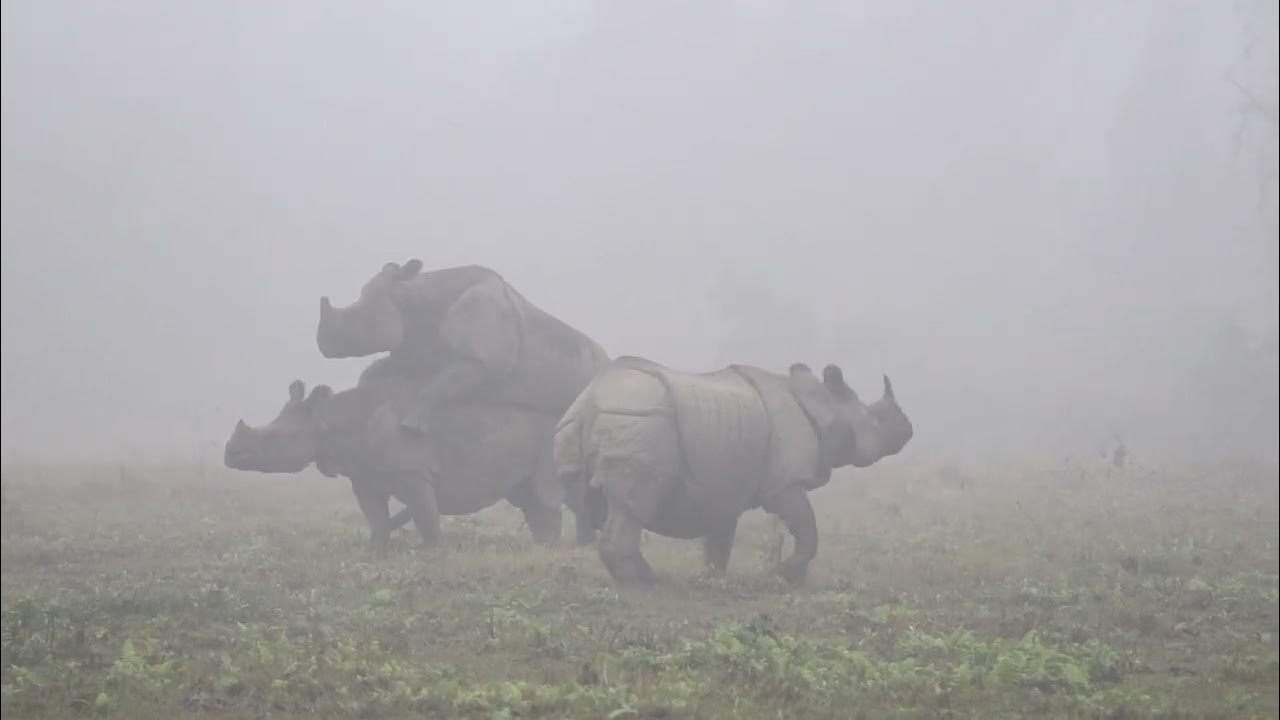 What Amazing Part Of Nature In Chitwan National Park Nepal By Rajib what-amazing-part-of-nature-in-chitwan-national-park-nepal-by-rajib