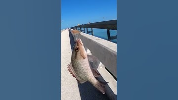 Thumbnail of Eating What I Catch from the 7 Mile Bridge! 🎣