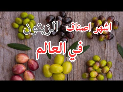 أشهر اصناف الزيتون في العالم انواع الزيتون لإنتاج الزيت والمائدة الزيتون