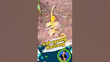 Sarang Burung kutilang atau trucukan ya dipohon pisang ini? #sarangburung #kutilang #trucukan