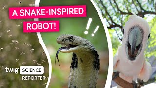 Could You Design A Robot Ready For Space? Twig Science Reporter