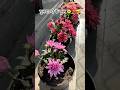 chrysanthemum garden |natural flowers!#shorts#beautifulnaturalflowers #rosegarden#gardentour#Gardan