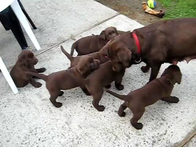 Chiots Labrador Chocolat Lab Puppies Youtube