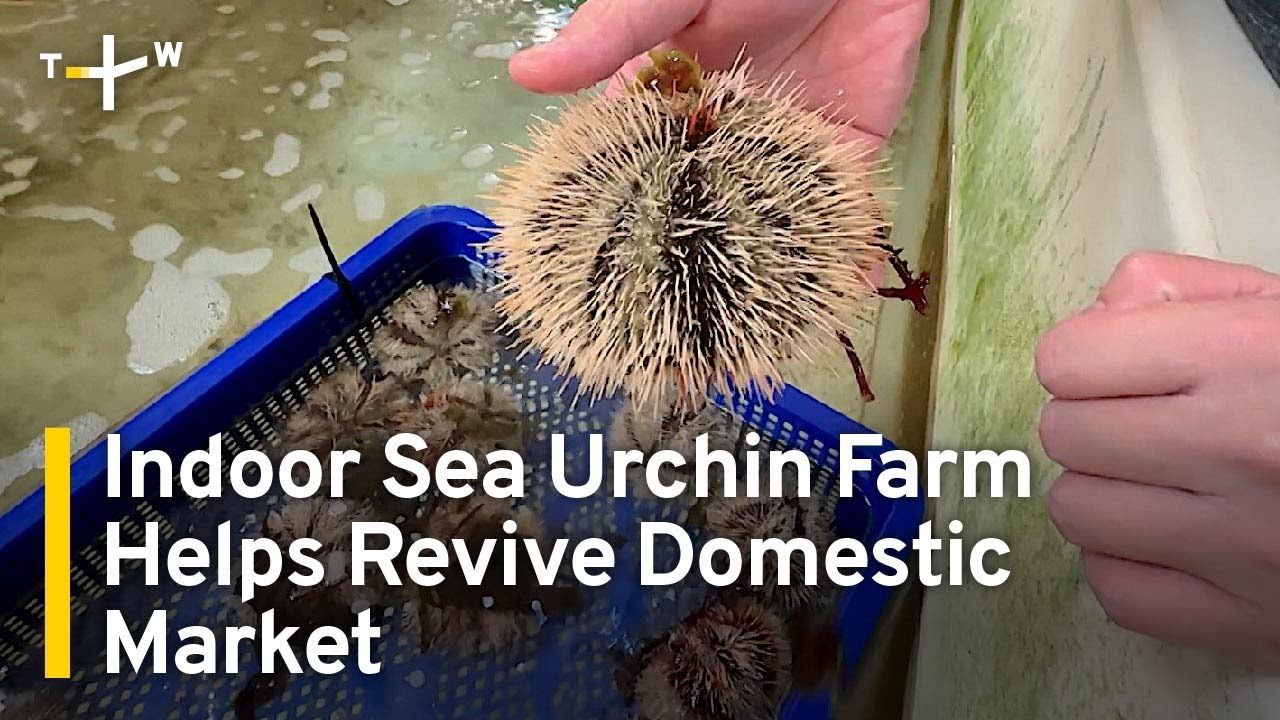 Taiwan's Sea Urchin Farmers Find Solutions to Dwindling Populations | TaiwanPlus News