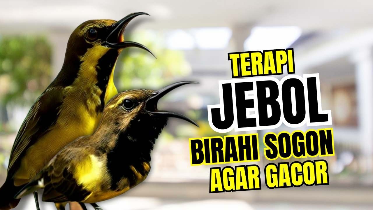 Penjebol birahi bunyi‼️ Pancingan sogon agar emosi ngleper