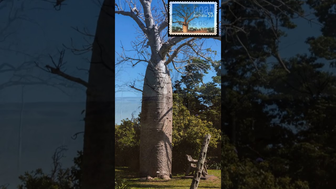 Australian Boab tree
