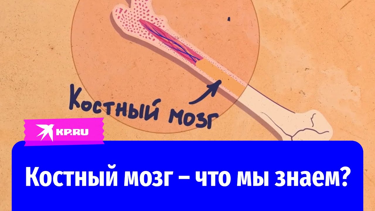 Что мы знаем о костном мозге?