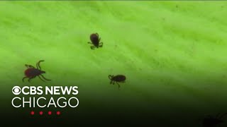 Doctors give tips on how to stay safe from ticks | Health Watch