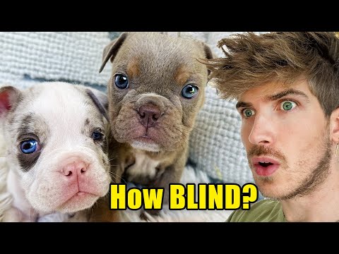 Testing My Blind Rescue Puppies' Eyesight + NAME REVEAL!