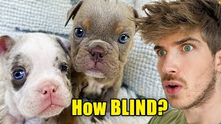 Testing My Blind Rescue Puppies Eyesight + NAME REVEAL!