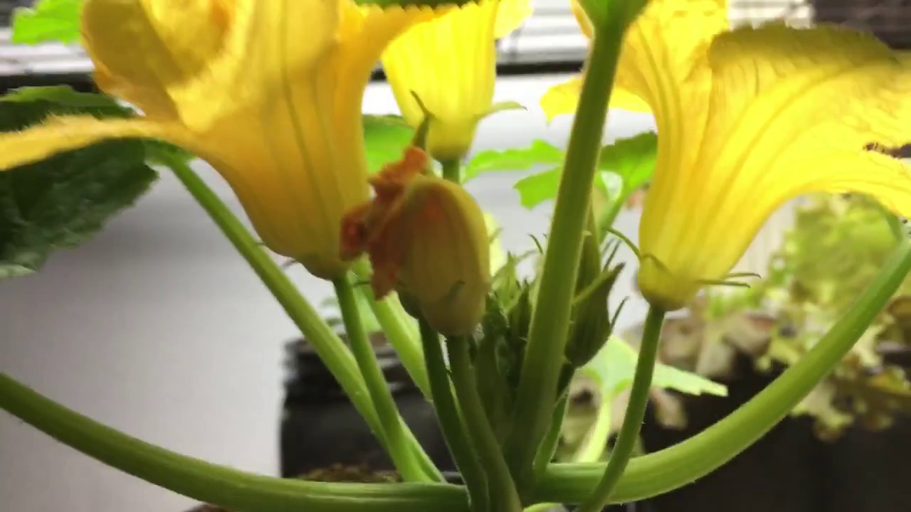 Hydroponic Kratky Squash Plant Beautiful Edible Flowers Glass Jar System