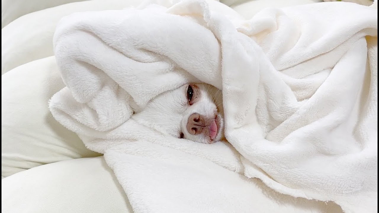 寝ている時はベロを出してしまう可愛い犬 色んな日のチワワのコハクの舌ペロ Youtube