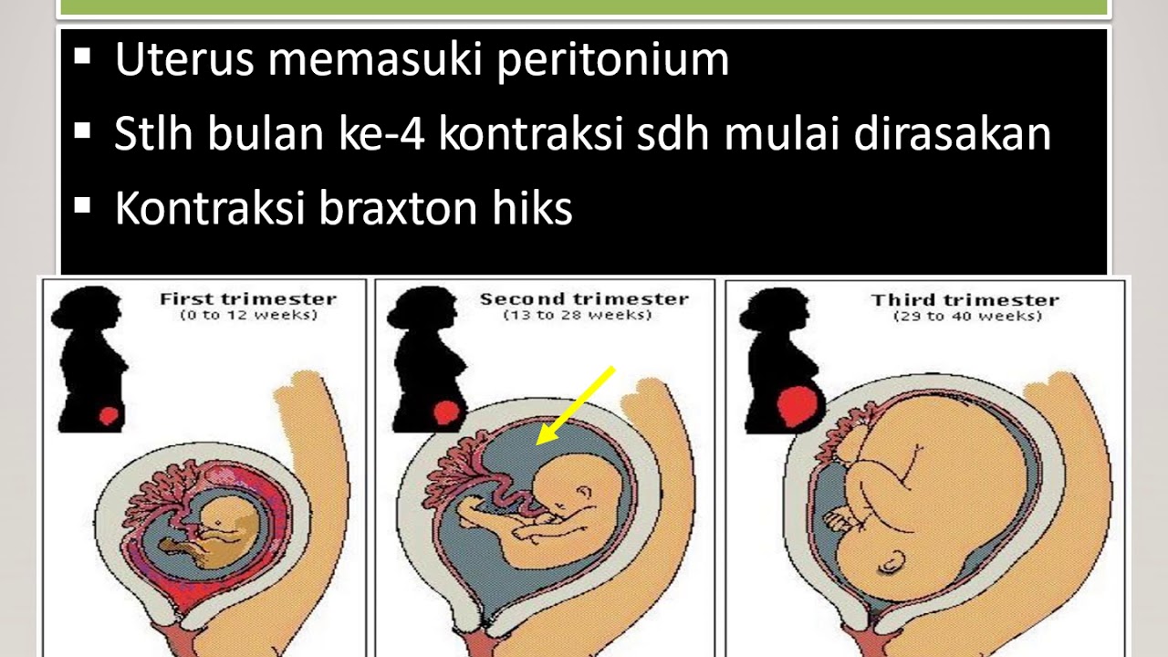 Pert 3 PERUBAHAN FISIOLOGIS PADA KEHAMILAN UPLOAD