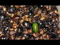  Tiny Creatures come Alive at Night.#tiny #insects #subscribe #viralvideo 