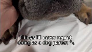 Things I’ll never regret doing as a dog parent 🐾 #youtube #puppy #yourdogs #bulldog