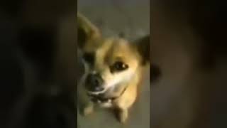 Yo Quiero Taco Bell Chihuahua meme