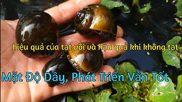 Nuôi Ốc Trên Bể Bạc. Cách Xử Lý Vôi và Hiệu Quả Khi Dùng Vôi