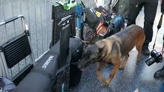 K-9 Dog Jennifer Lopez This is Me Now Premiere Hollywood California USA February 13, 2024