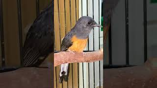 Download Lagu De schoonheid van een zingende vrouwelijke Murai MP3