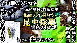 【昆虫採集】今シーズン初のクワガタ！逃げるカラスアゲハ！その時小学６年生は・・・の巻