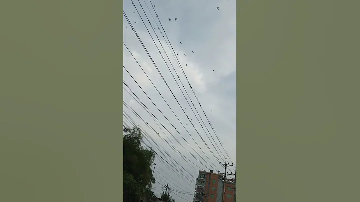 birds fly in the sky #tour #travel #nature #birds