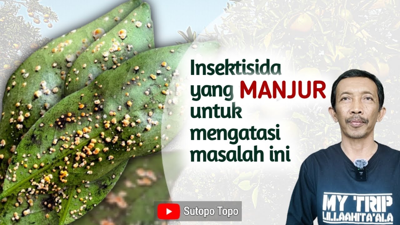 PESTISIDA YANG EFEKTIF UNTUK PENGENDALIAN KUTU SISIK LUNAK