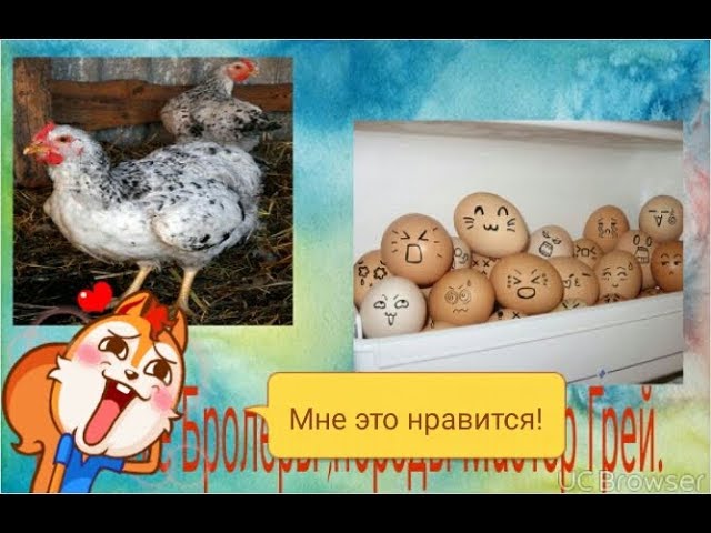 Обзор кур пароды Мастер Грей, Редбро,Голошейка бролерная.