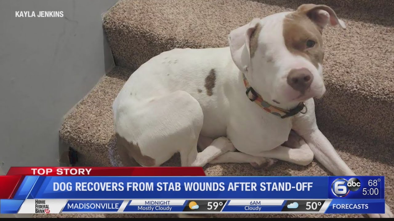 Dog recovers from stab wounds after stand-off in Loudon County - YouTube
