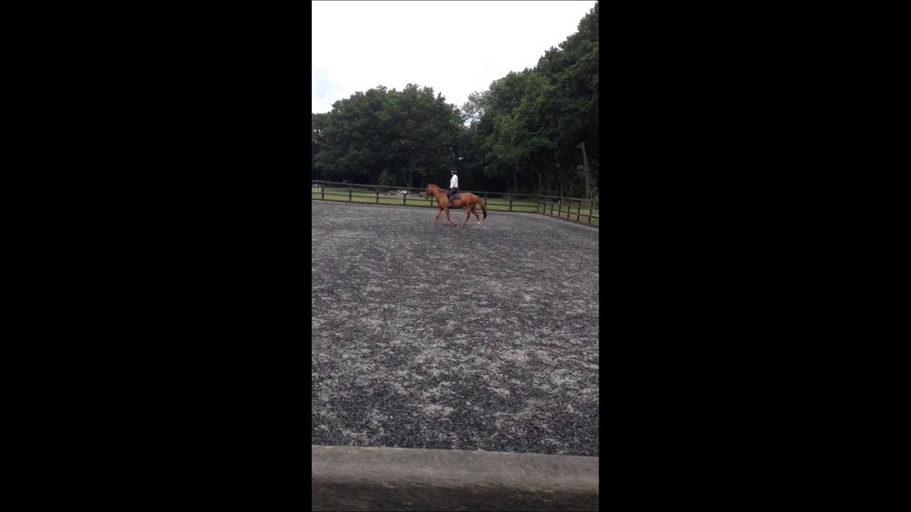 Horses4homes Horse Presentation YouTube