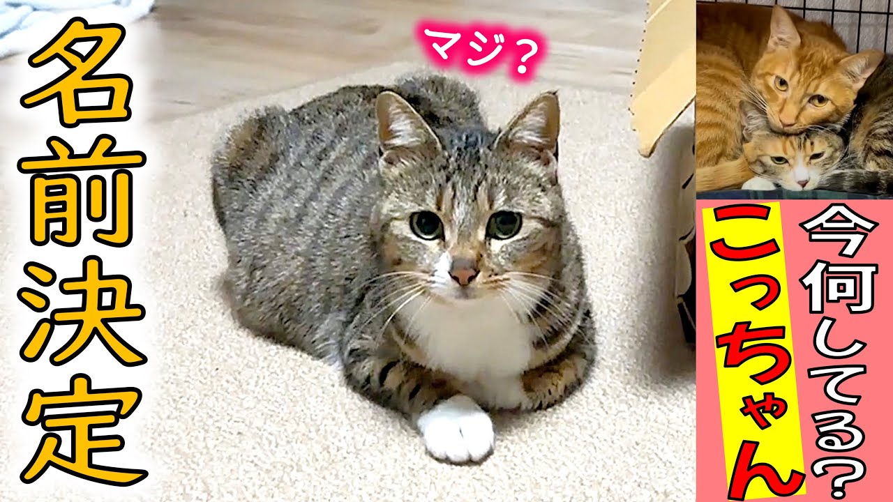 妊娠ママ猫の名前が決まりました！保護猫こつぶ＆イクラに会ってきた