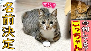 妊娠ママ猫の名前が決まりました！保護猫こつぶ＆イクラに会ってきた