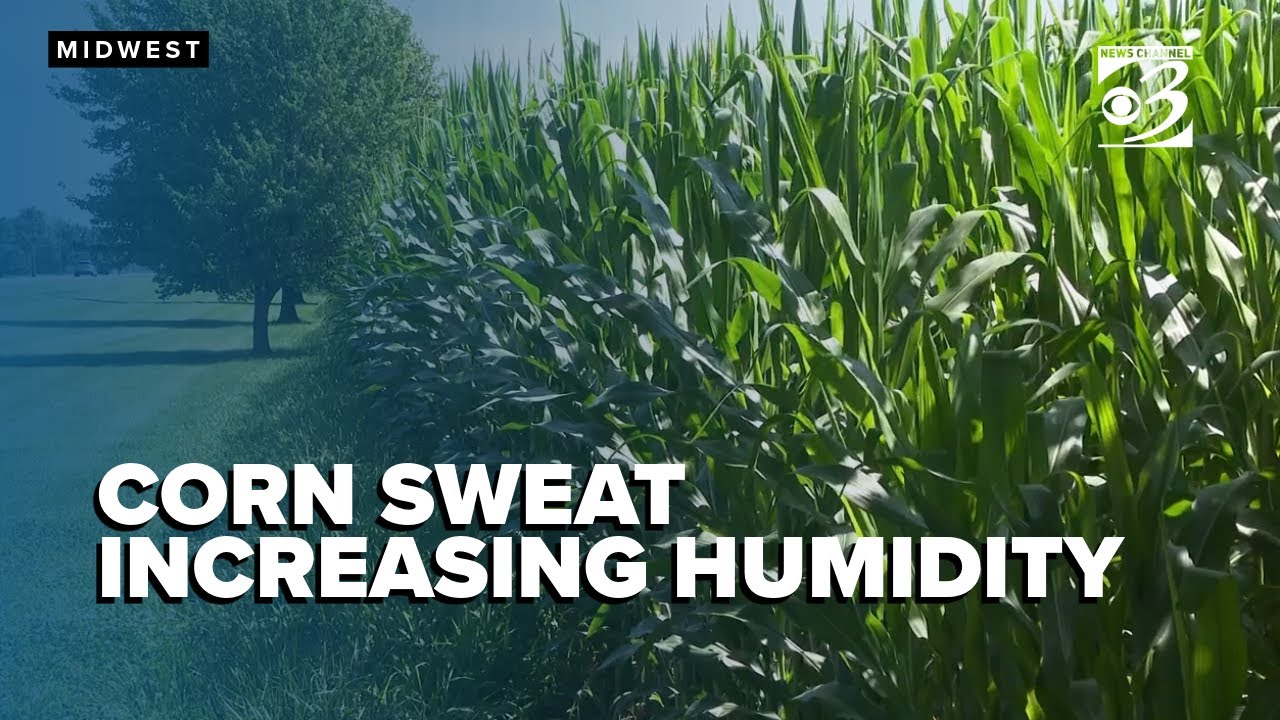 Here's why corn is making it feel hotter outside - YouTube