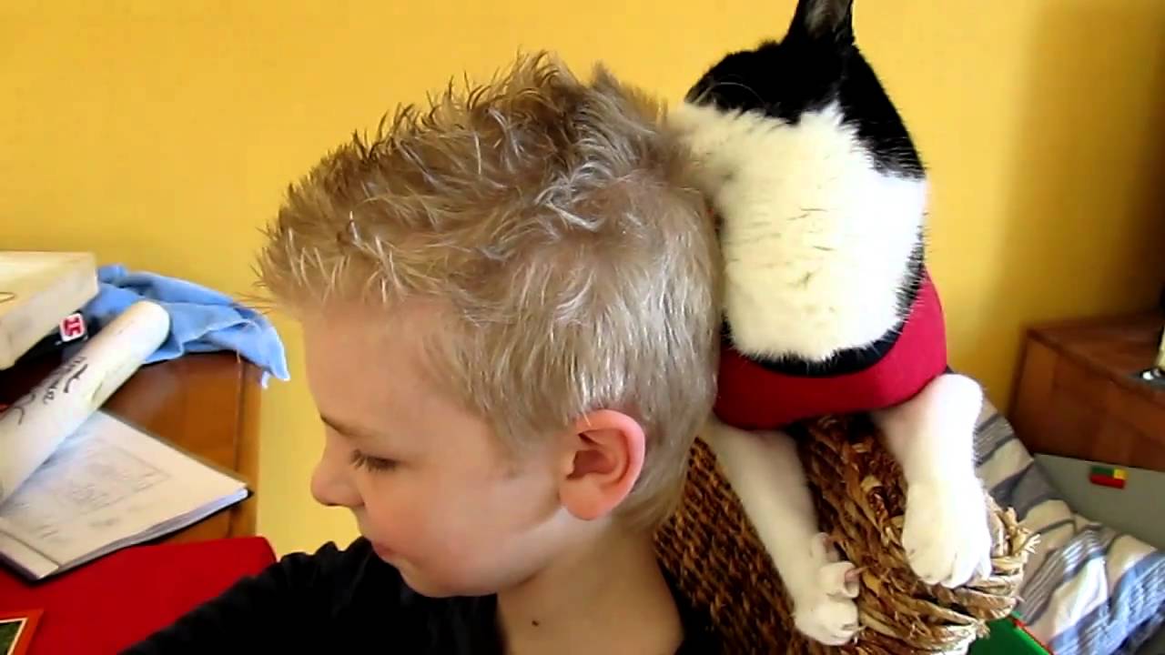Funny cat is licking boys hair
