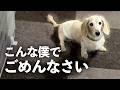 【閲覧注意】虐待されて捨てられた保護犬の現実をご覧ください