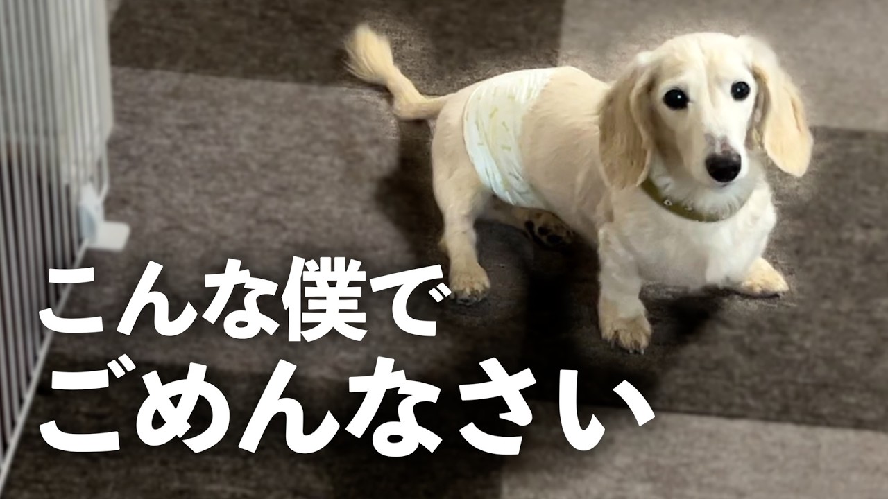【閲覧注意】虐待されて捨てられた保護犬の現実をご覧ください