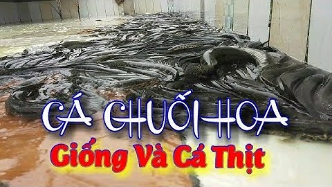 CÁ CHUỐI HOA - CÁ QUẢ MIỀN BẮC - CUNG CẤP GIỐNG VÀ CÁ THỊT LH 0989856862-0989433197