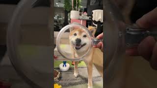 Shiba Practices Cup on Random Items