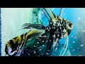 Angelfish breeding hatching to swimming