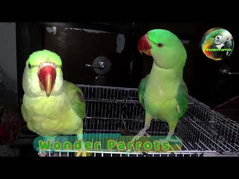 Funny Parrot Talking