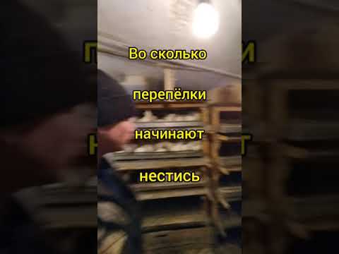 Как несутся перепелки в домашних условиях