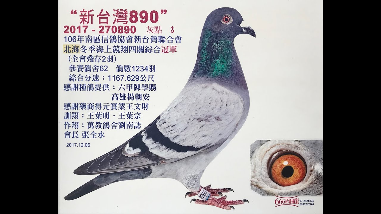 新台灣冬季四關綜合冠軍 本舍獨佔兩羽 介紹 萬教鴿舍 劉南誌 秘包伯馬家族 Youtube