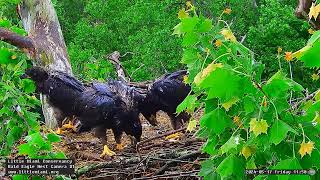 Little Miami Conservancy Bald Eagle 17.05.2024 11:46