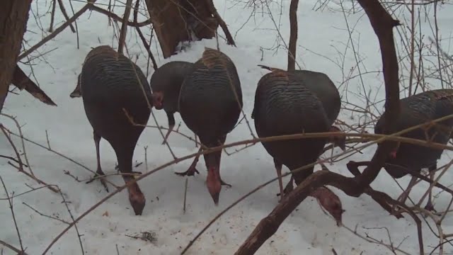 Happy Wild Turkeys and Thank you Aikitherese